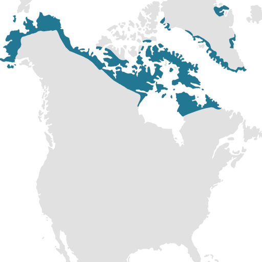 arctic-region